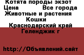 Котята породы экзот › Цена ­ 7 000 - Все города Животные и растения » Кошки   . Краснодарский край,Геленджик г.